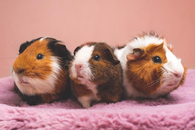 three cute hamsters